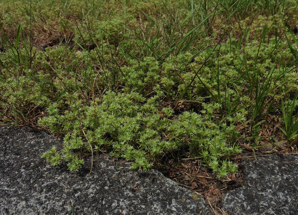 Scleranthus annuus subsp. annuus (door Willie Riemsma)