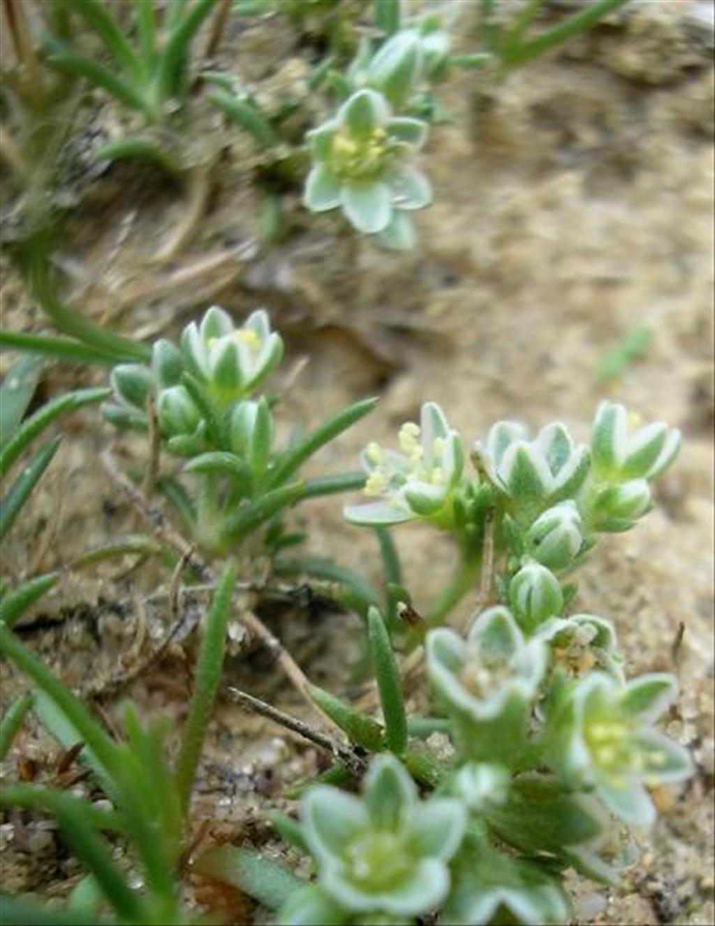 Scleranthus perennis (door Erik Simons)