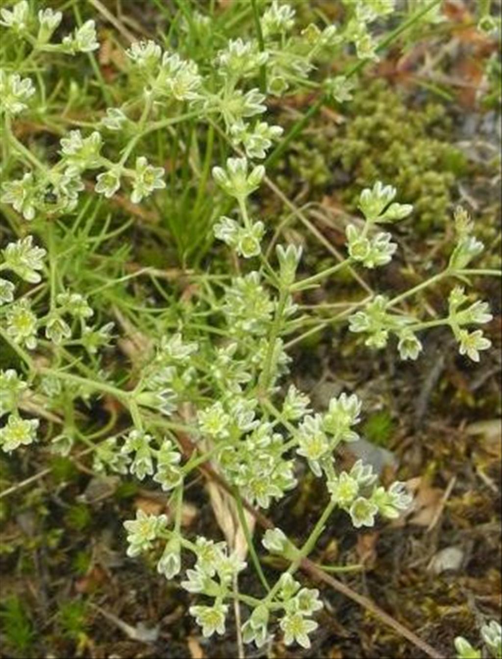 Scleranthus perennis (door Erik Simons)