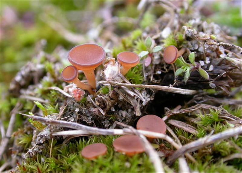 Sclerotinia trifoliorum (door Stip Helleman)