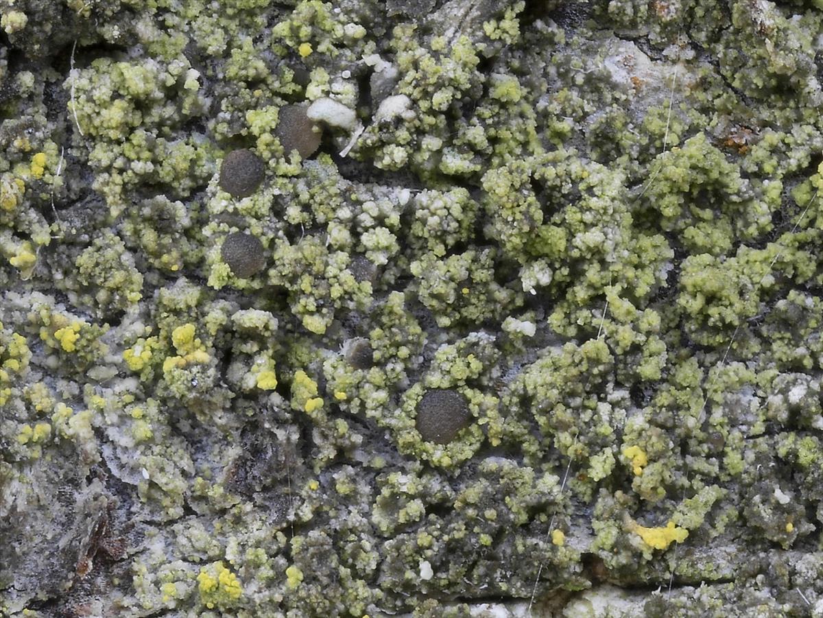Scoliciosporum gallurae (door Sam Kafka)