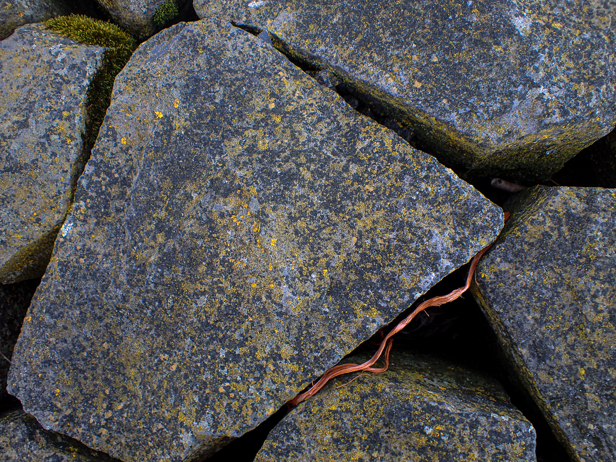 Scoliciosporum umbrinum (door Wim de Groot)