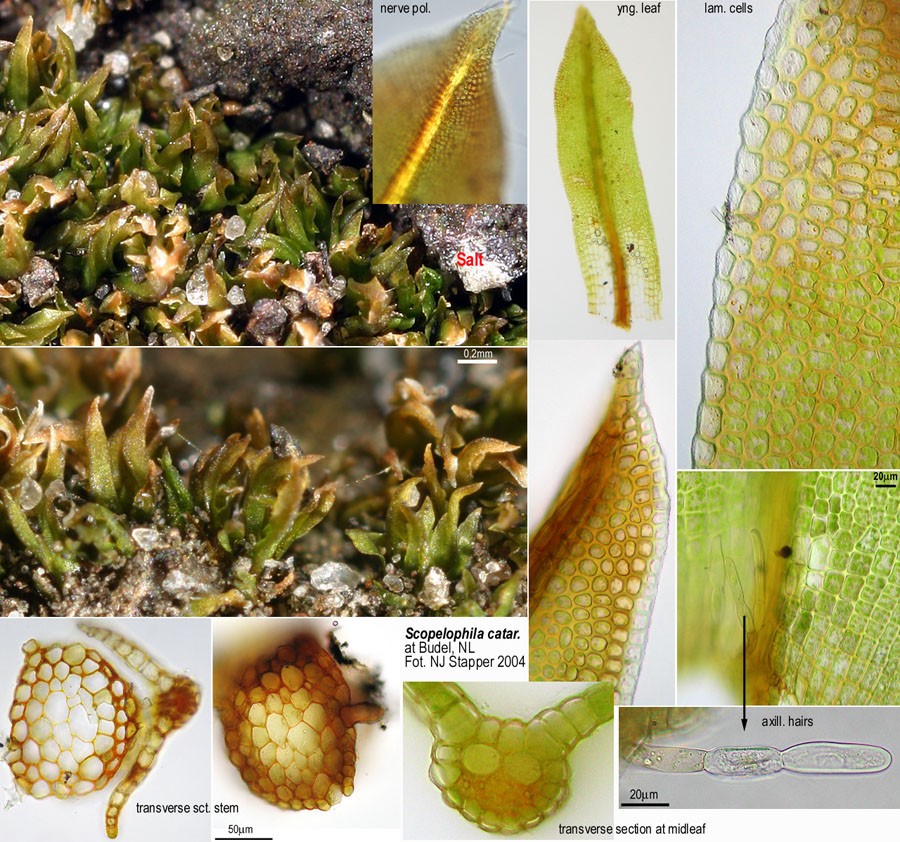 Scopelophila cataractae (door Norbert Stapper)