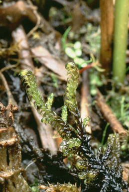 Scorpidium cossonii (door Klaas van der Veen)