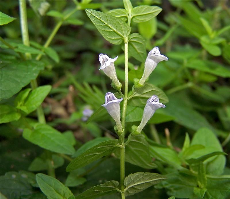 Scutellaria x nicholsonii (door Otto Zijlstra)