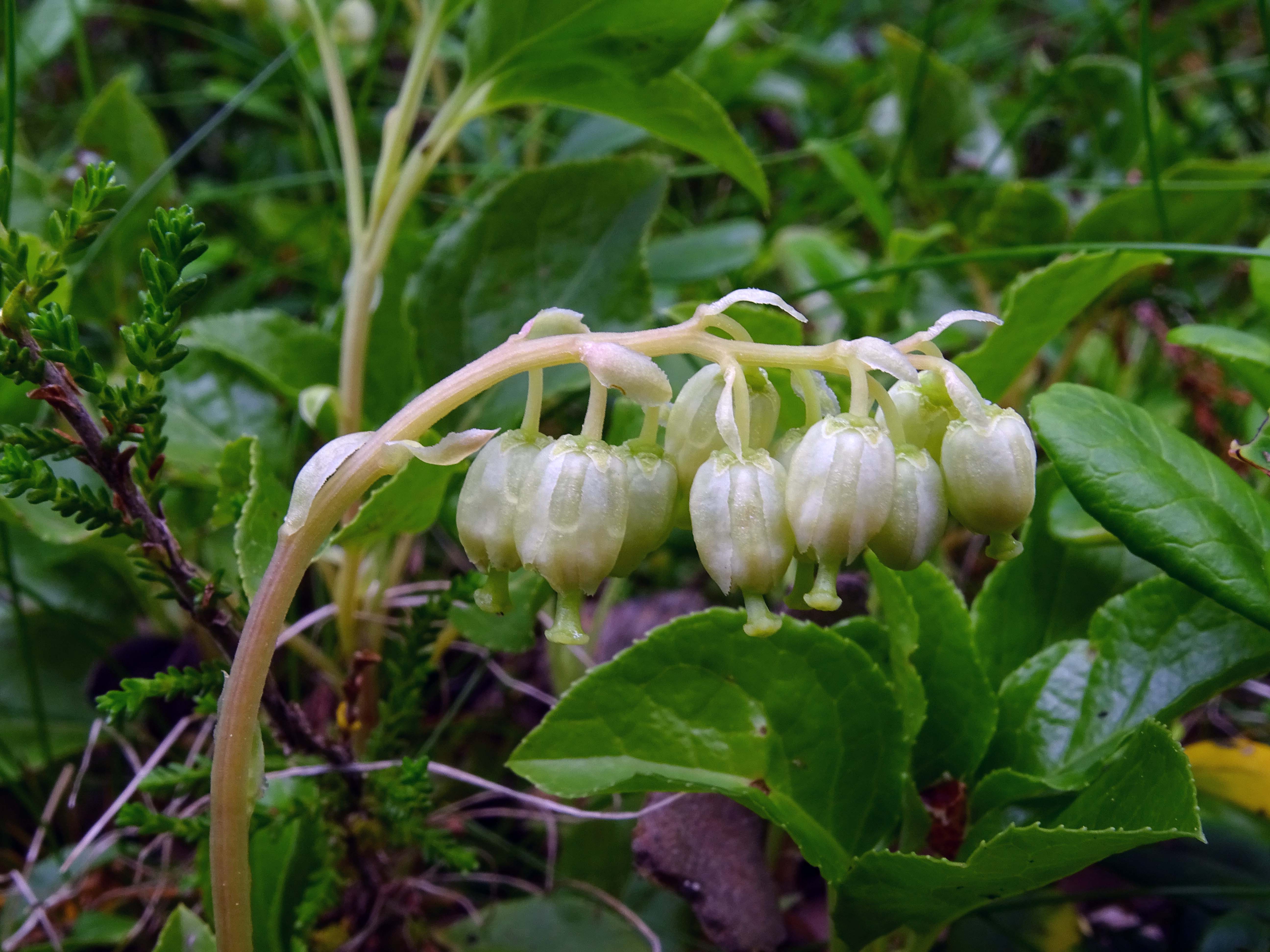 Orthilia secunda (door Lieuwe Haanstra)