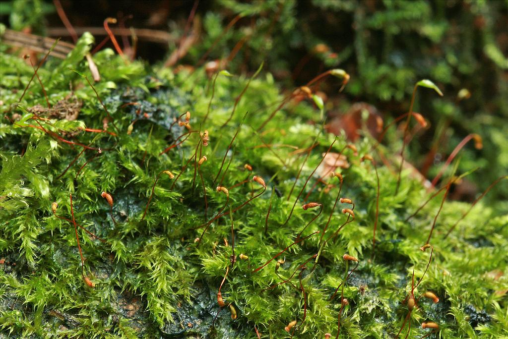 Sematophyllum substrumulosum (door Jan Kersten)