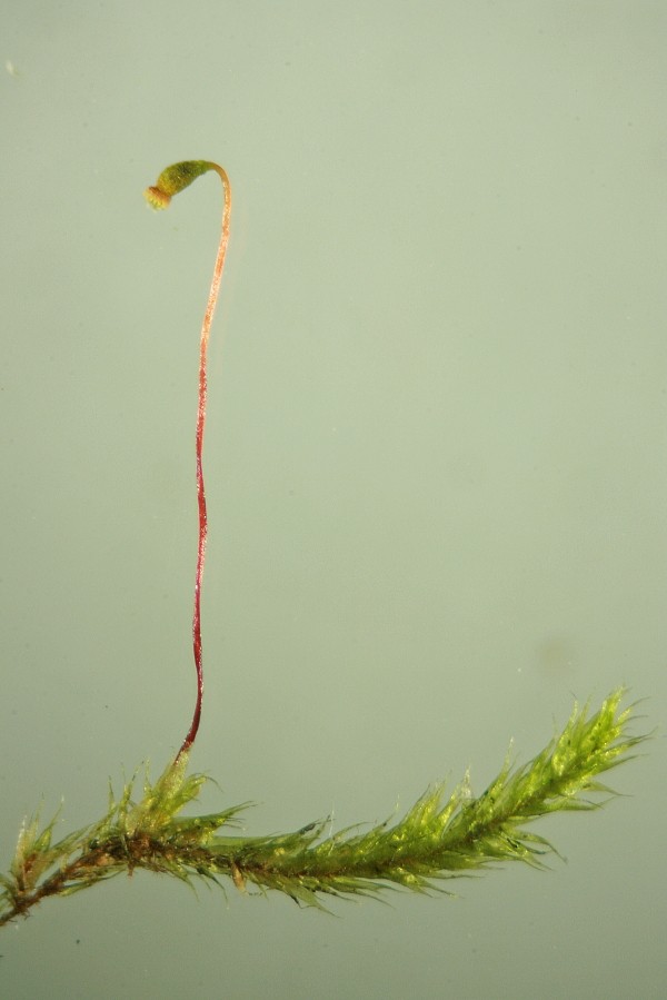 Sematophyllum substrumulosum (door Jan Kersten)