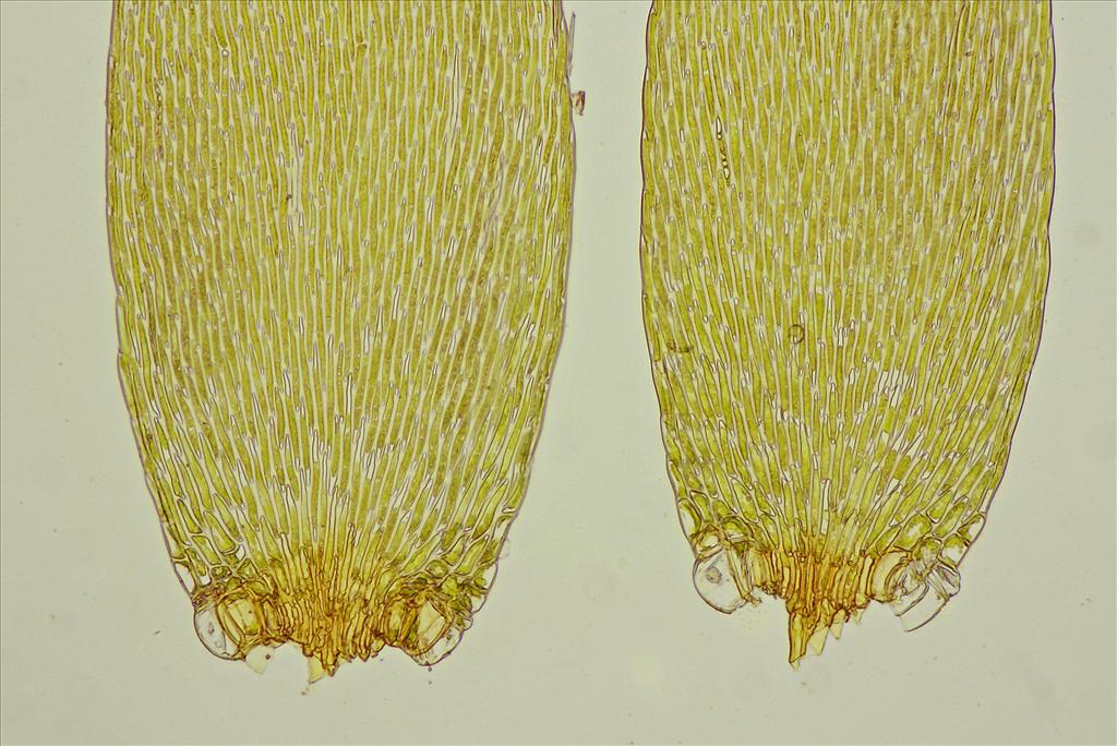 Sematophyllum substrumulosum (door Jan Kersten)
