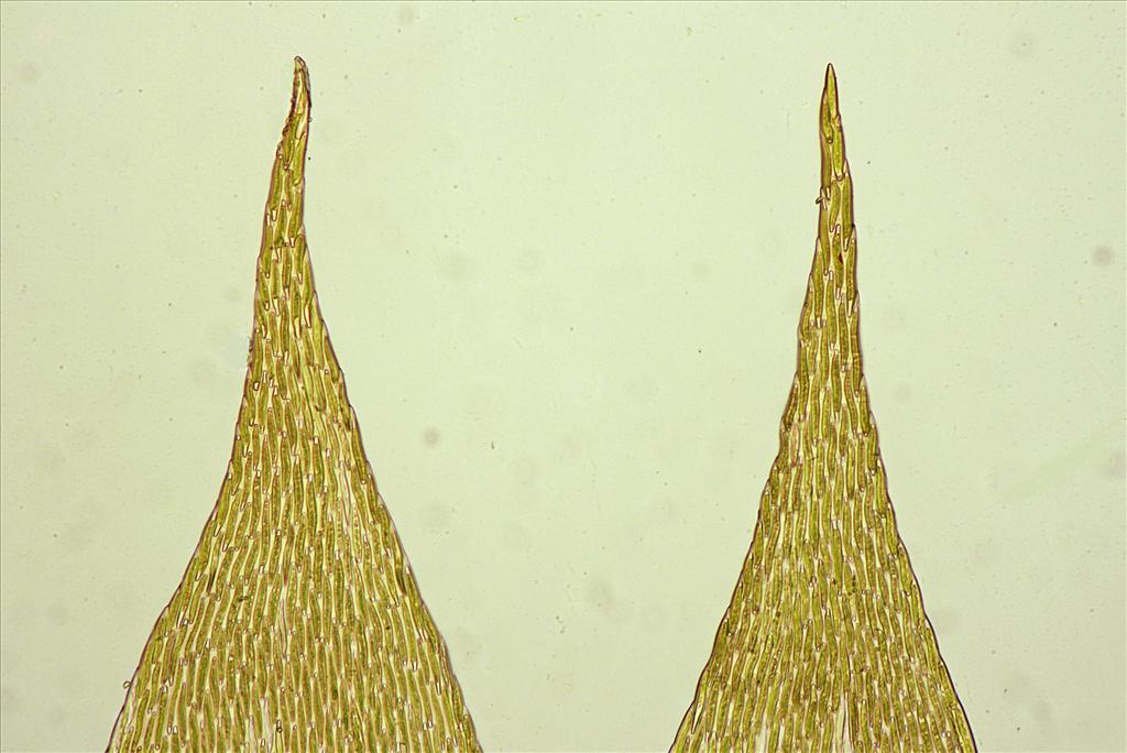 Sematophyllum substrumulosum (door Jan Kersten)