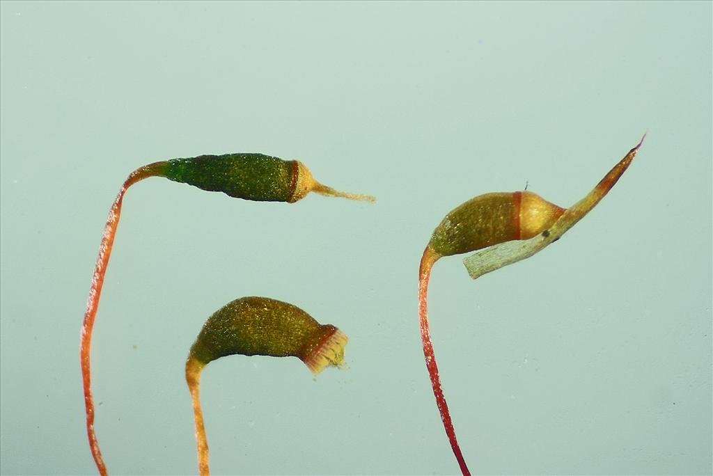 Sematophyllum substrumulosum (door Jan Kersten)