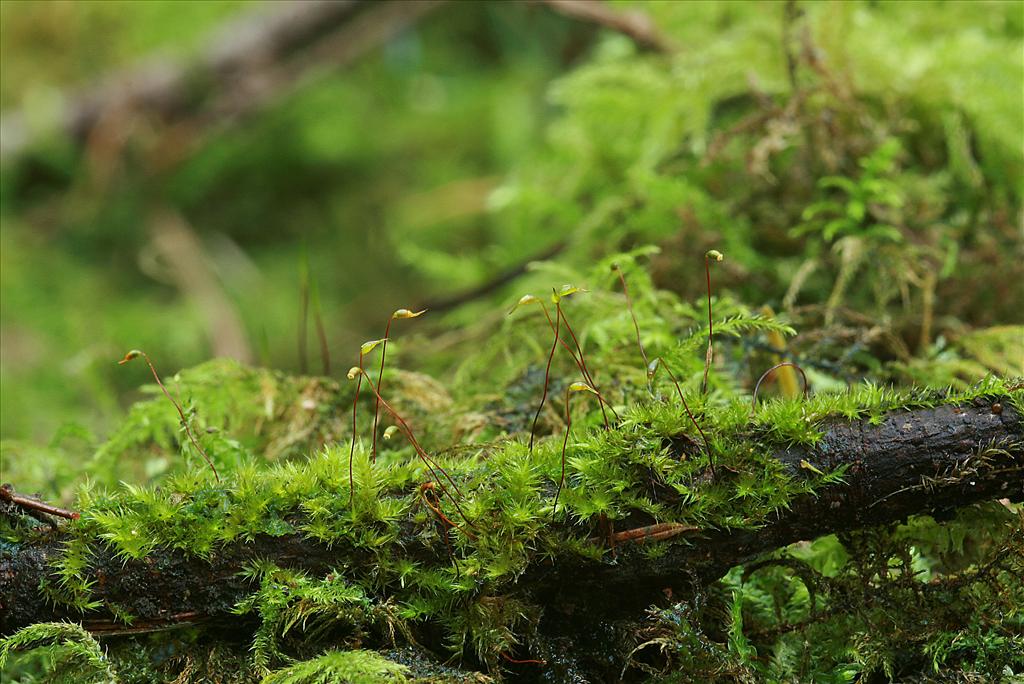 Sematophyllum substrumulosum (door Jan Kersten)