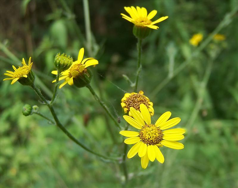 Jacobaea aquatica var. erratica (door Otto Zijlstra)