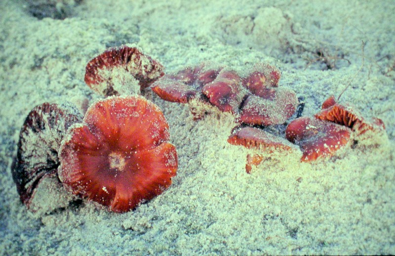 Laccaria maritima (door Aldert Gutter)