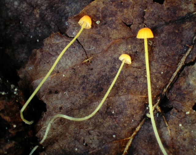 Mycena acicula (door Aldert Gutter)