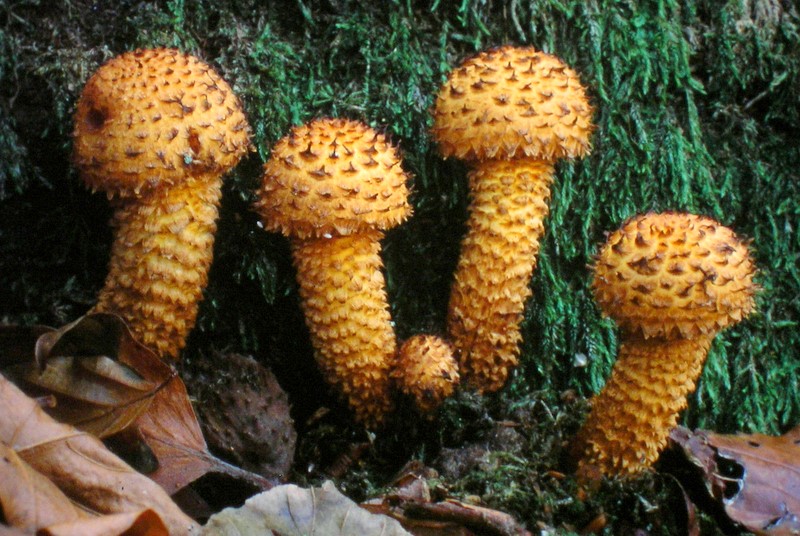 Pholiota squarrosa (door Aldert Gutter)