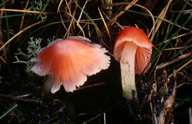 Mycena adonis (door Aldert Gutter)