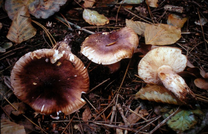 Tricholoma albobrunneum (door Aldert Gutter)