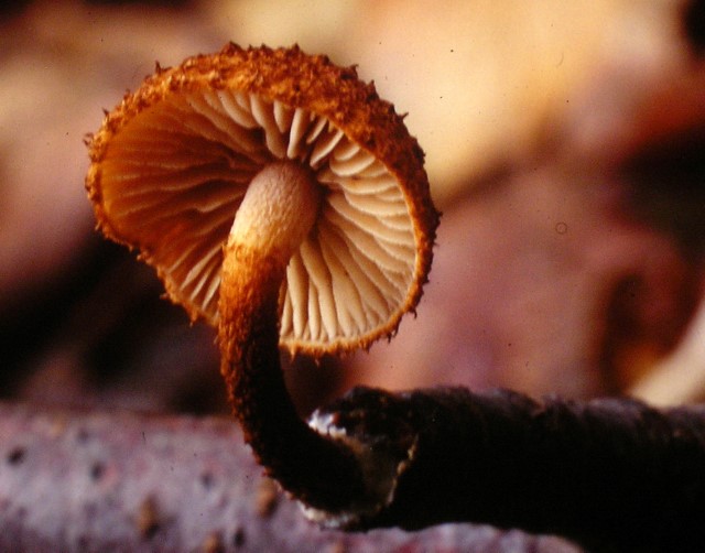 Phaeomarasmius erinaceus (door Aldert Gutter)
