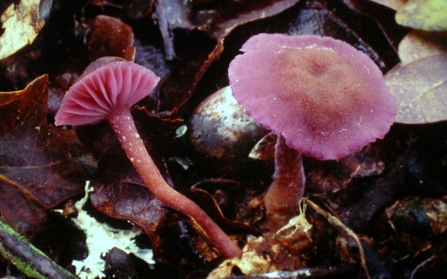 Laccaria amethystina (door Aldert Gutter)