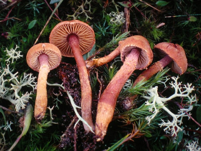 Cystoderma jasonis var. lilacipes (door Aldert Gutter)