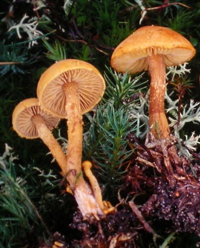 Cystoderma jasonis var. jasonis (door Aldert Gutter)