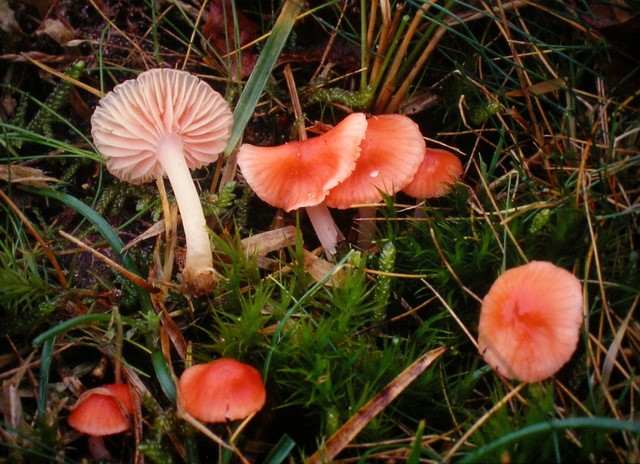 Mycena adonis (door Aldert Gutter)