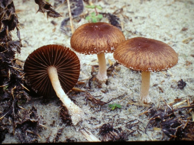 Psathyrella ammophila (door Aldert Gutter)