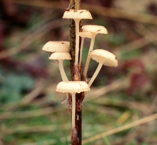 Mycena belliae (door Aldert Gutter)