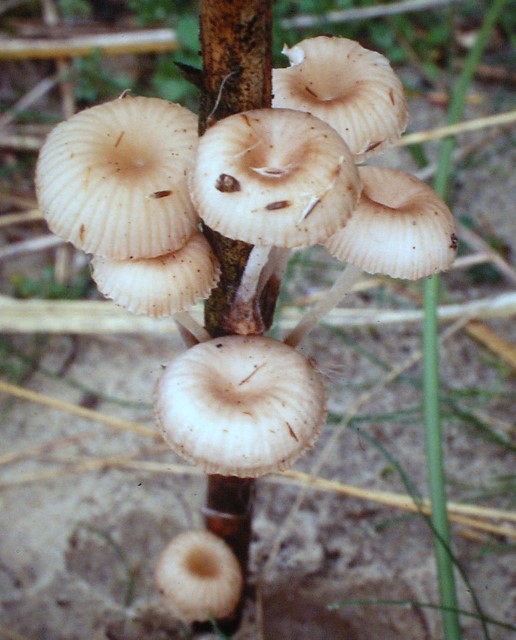 Mycena belliae (door Aldert Gutter)