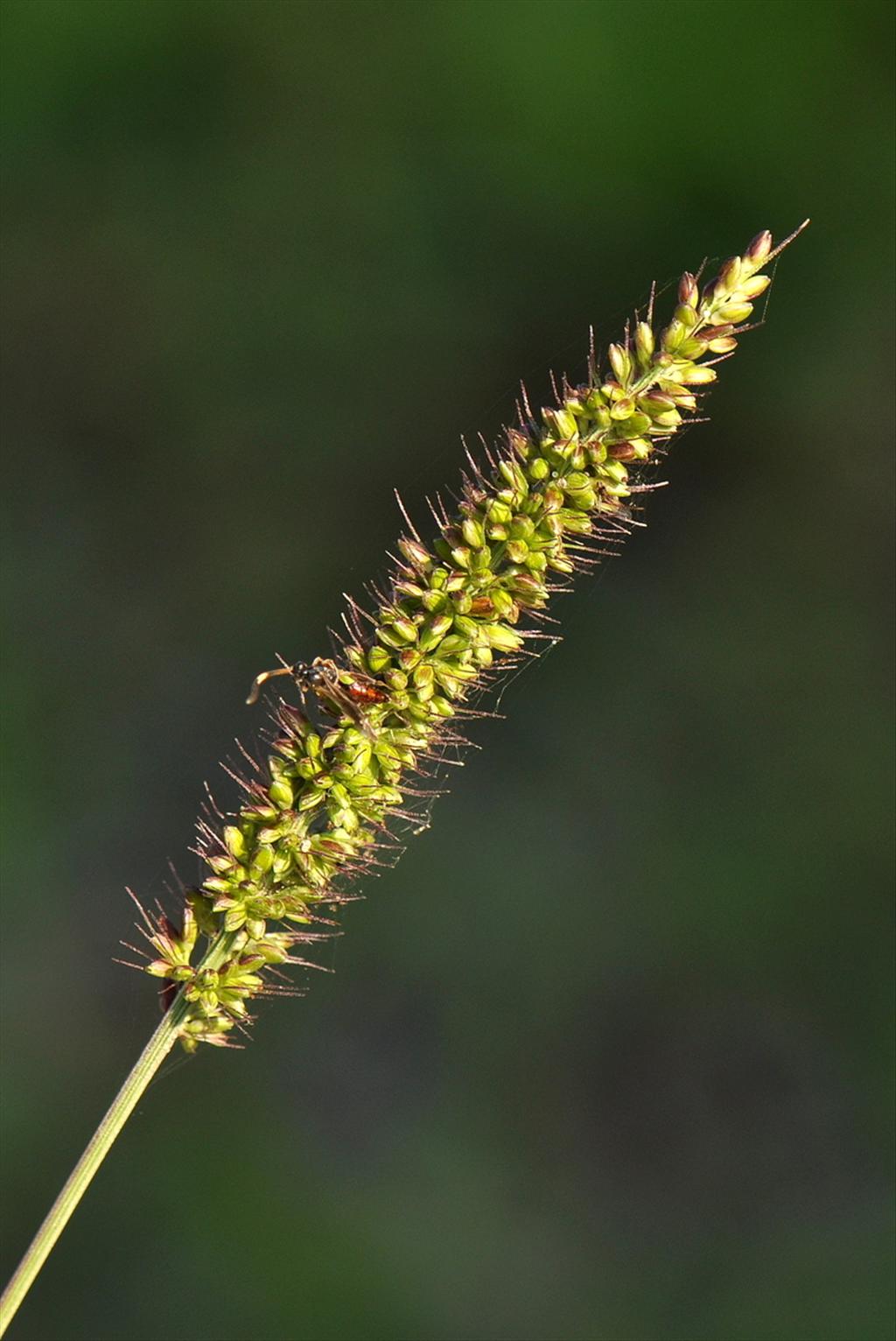 Setaria verticillata (door Willie Riemsma)