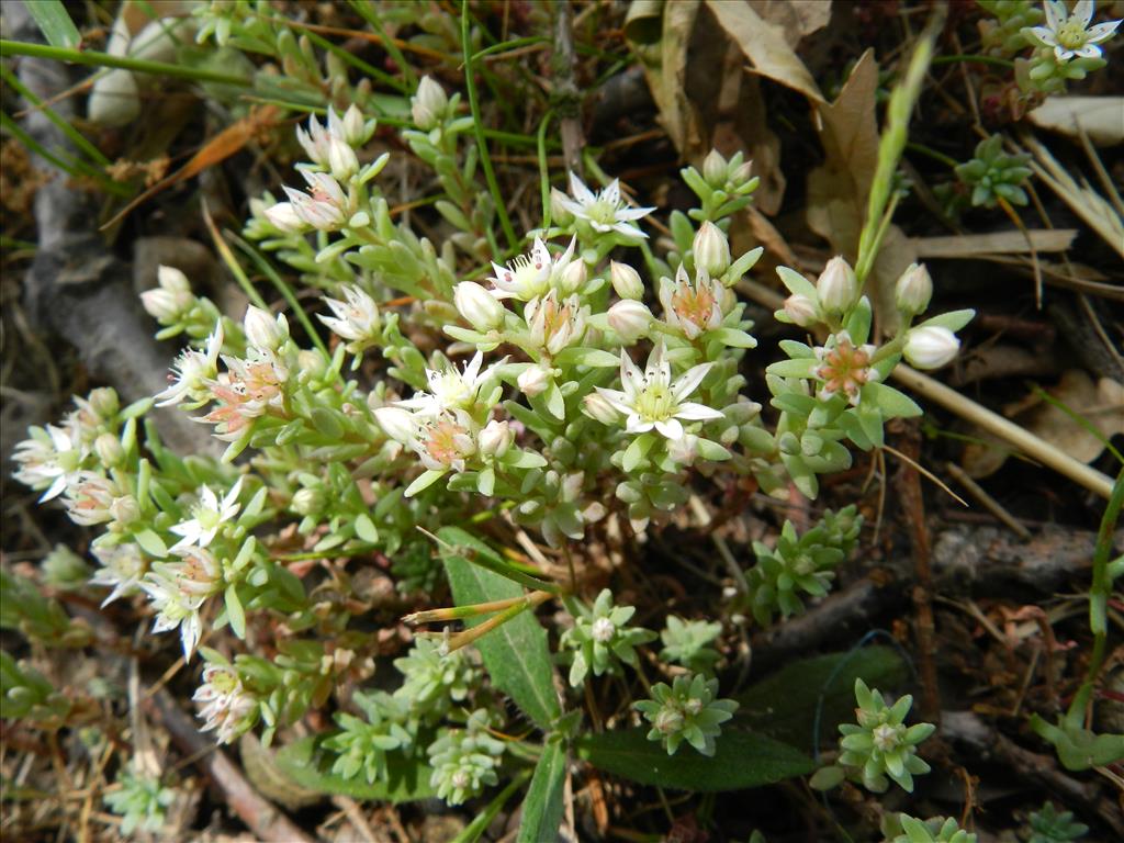 Sedum hispanicum (door Rutger Barendse)