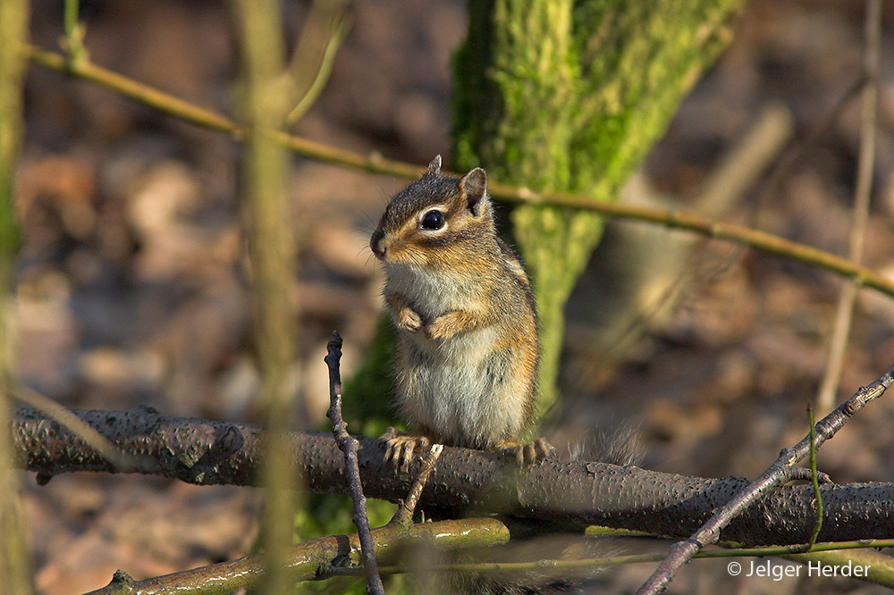 Tamias sibiricus (door Jelger Herder)