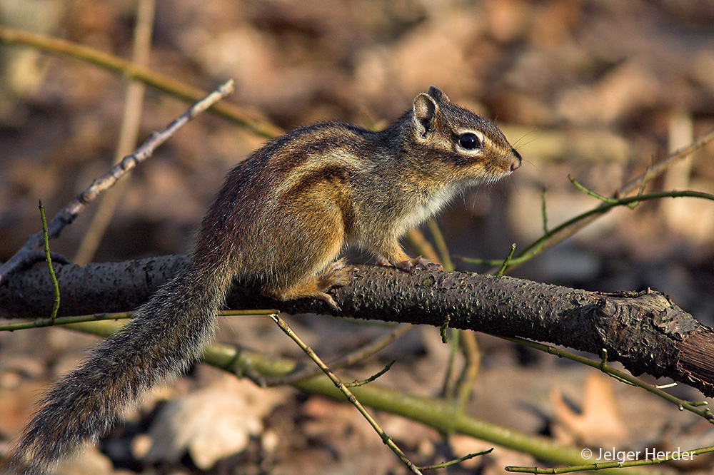 Tamias sibiricus (door Jelger Herder)