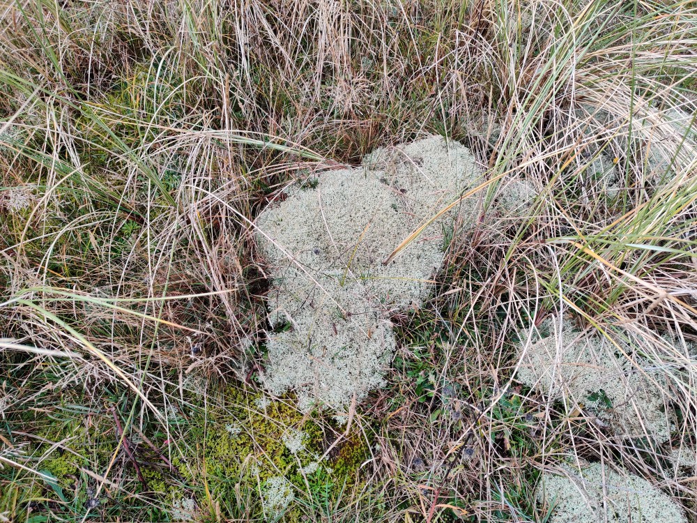 Cladonia ciliata (door Patrick Jongeleen)