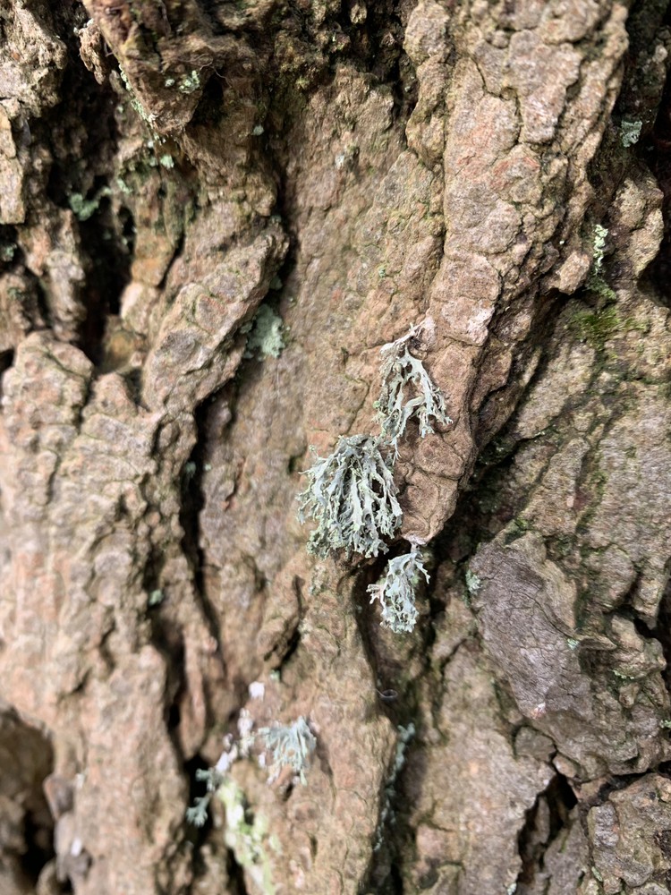 Ramalina pollinaria (door Hidde Stoelinga)