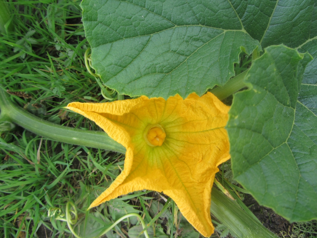 Cucurbita pepo (door Mathieu Groeneveld)