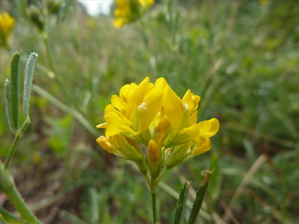 Medicago falcata (door Koen van Zoest)