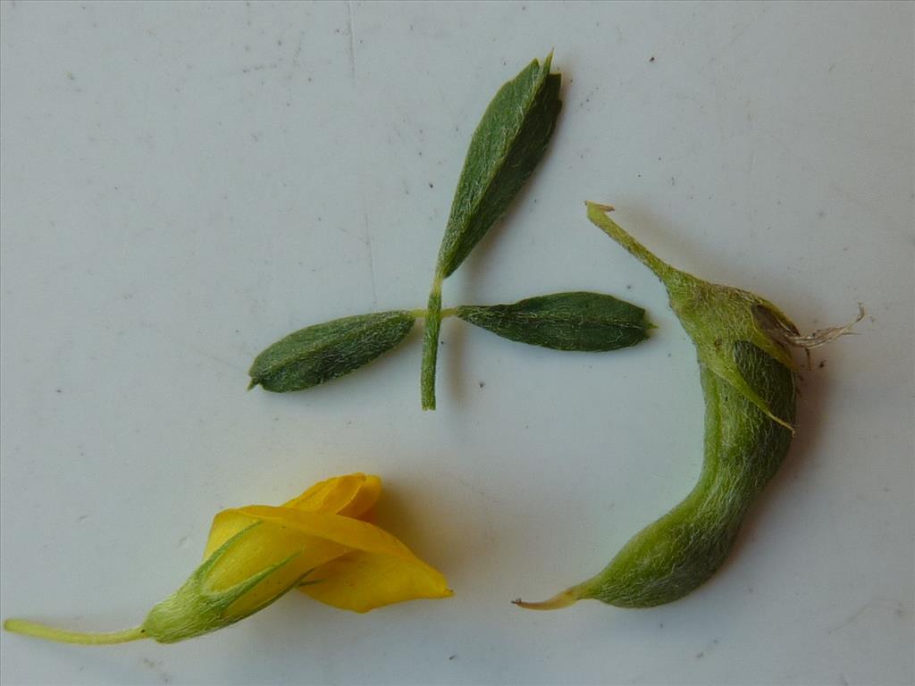 Medicago falcata (door Koen van Zoest)