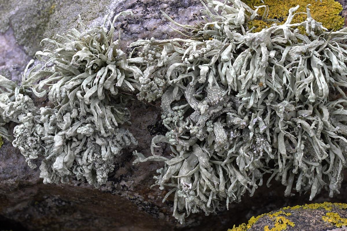 Ramalina siliquosa (door Arjan de Groot)