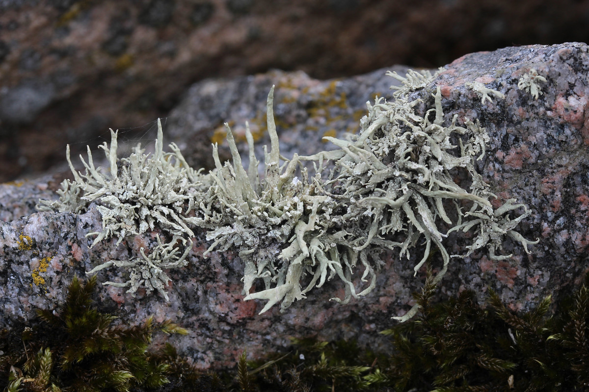 Ramalina siliquosa (door Arjan de Groot)