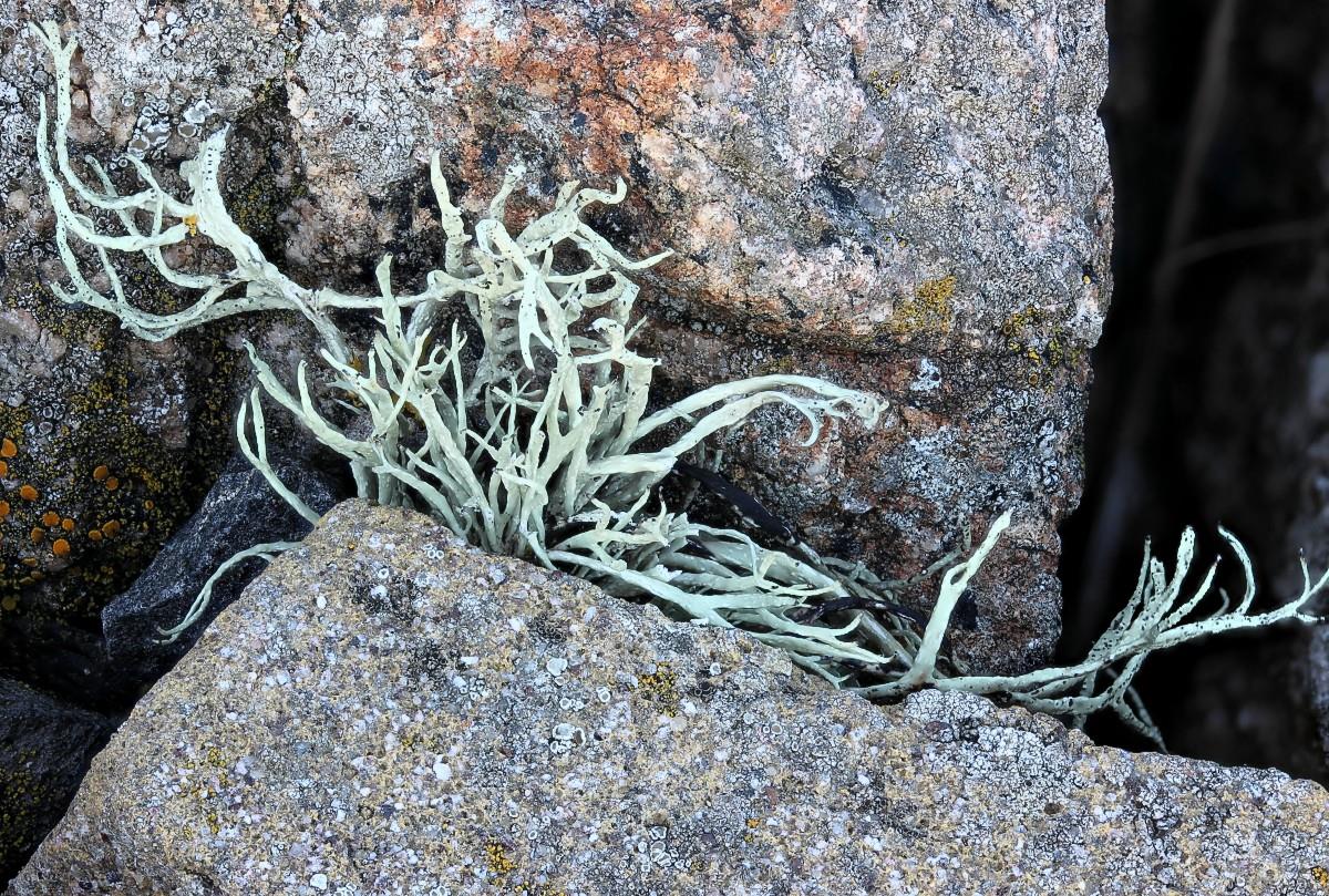 Ramalina siliquosa (door Arjan de Groot)