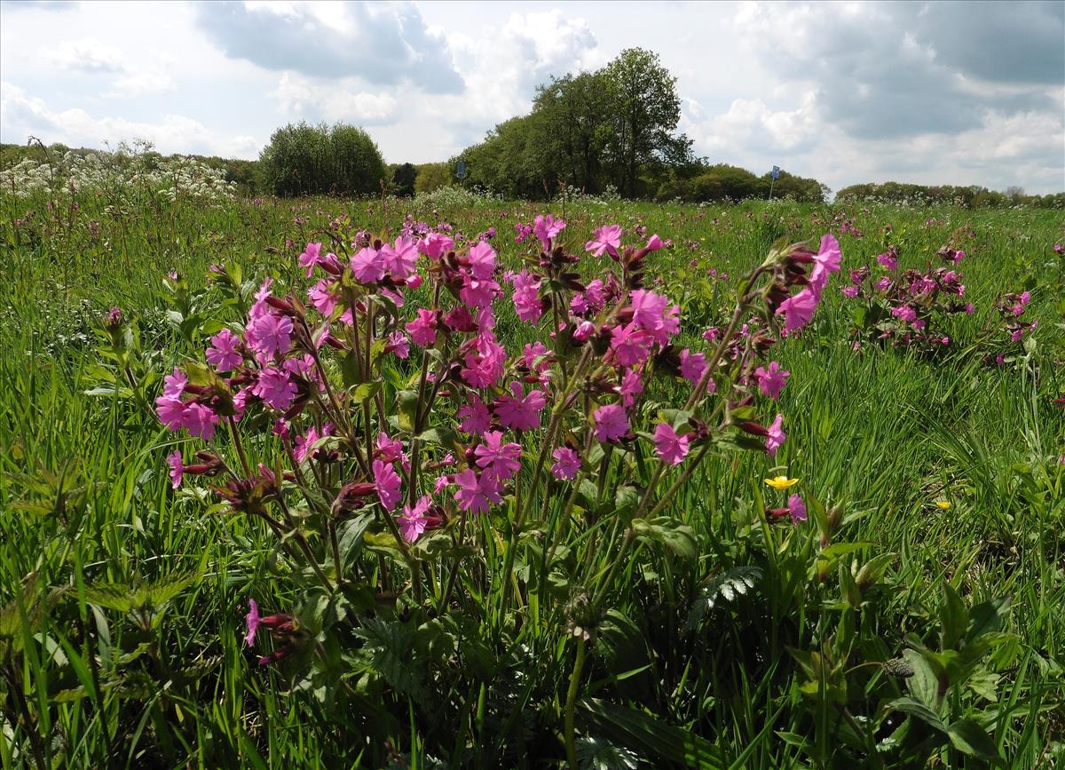 Silene dioica (door Willie Riemsma)