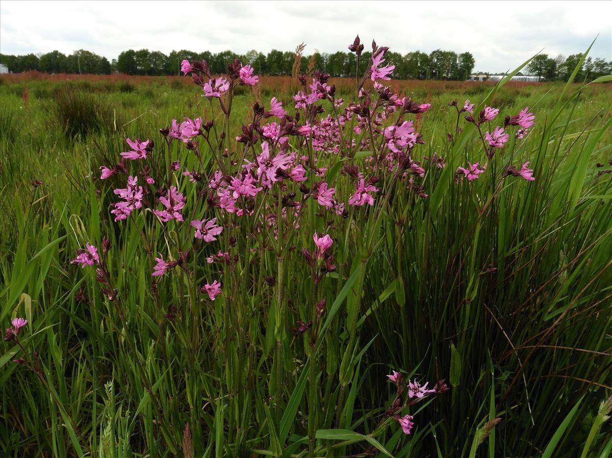 Silene flos-cuculi (door Willie Riemsma)