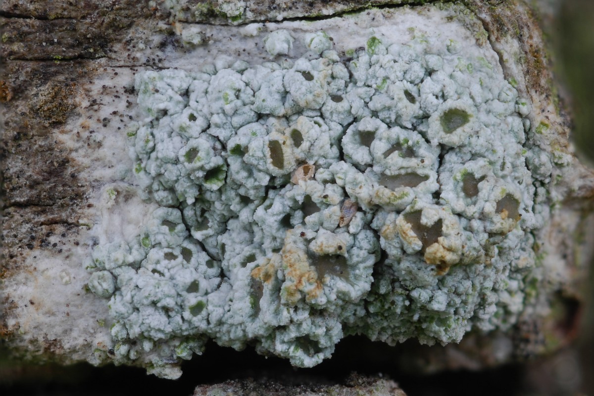 Lecanora chlarotera (door Arjan de Groot)