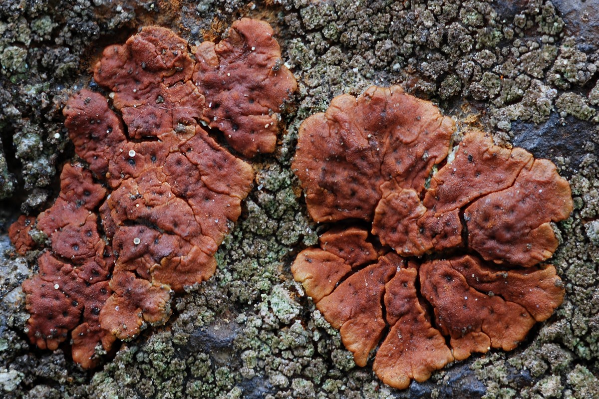 Acarospora sinopica (door Arjan de Groot)