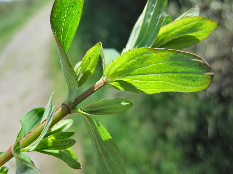 Hypericum perforatum (door Grada Menting)