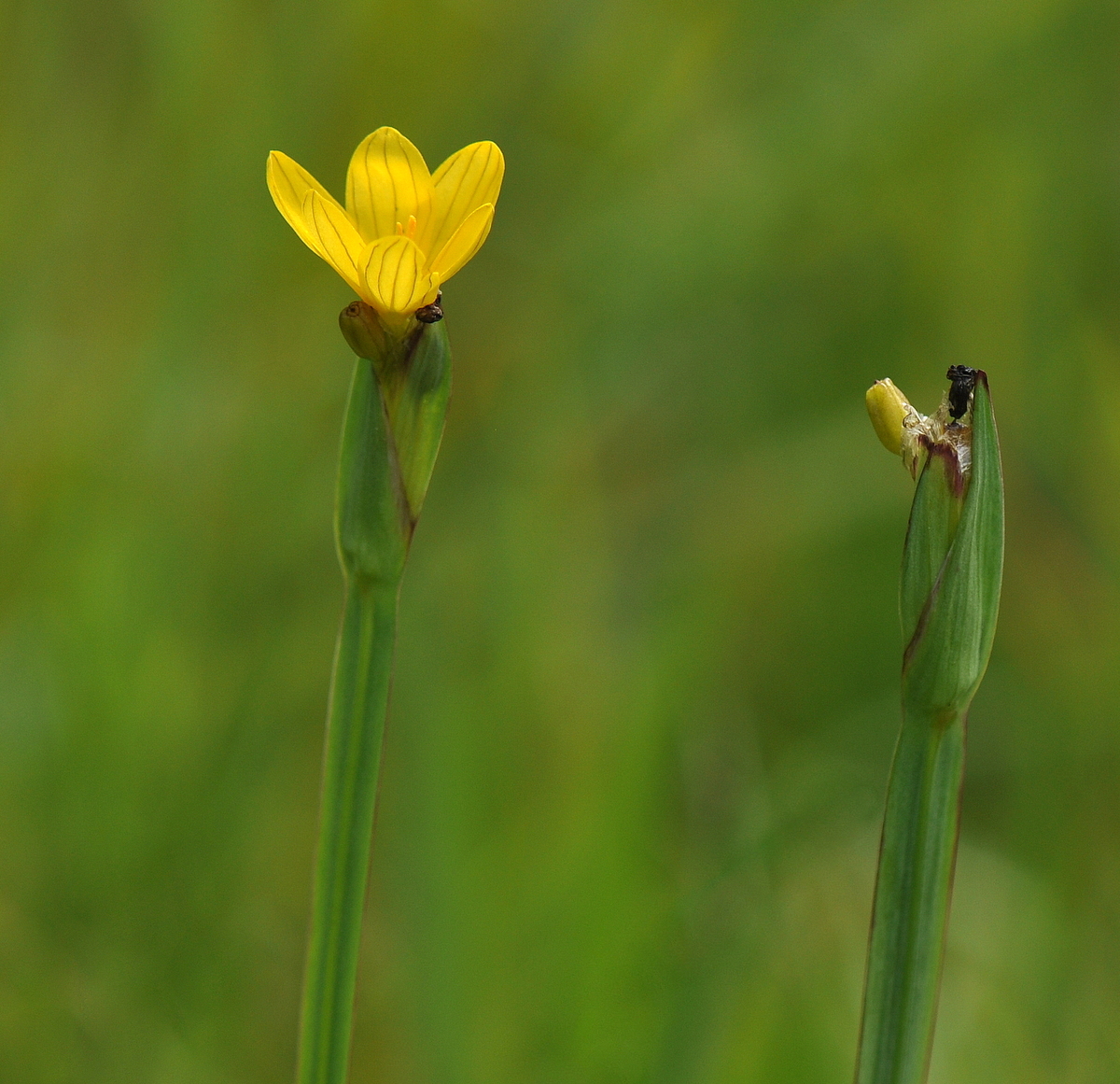 Sisyrinchium californicum (door Willie Riemsma)