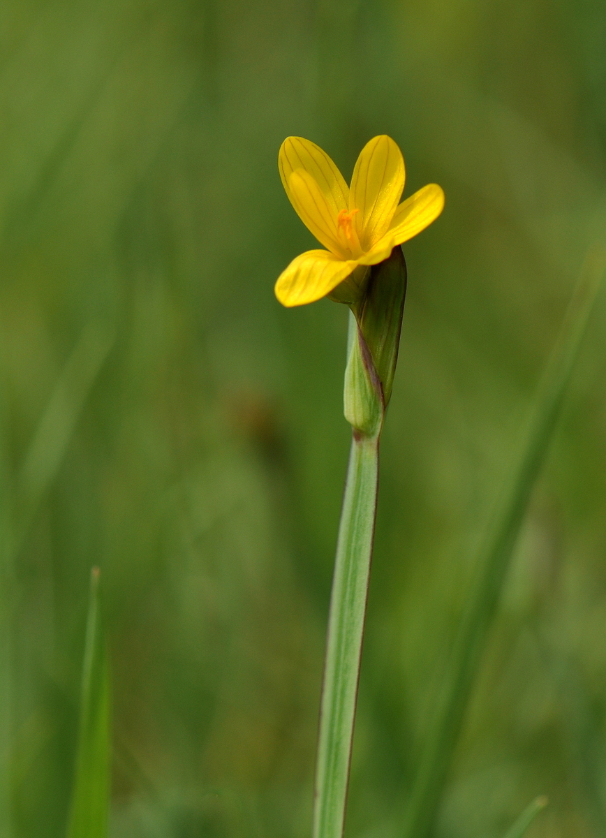 Sisyrinchium californicum (door Willie Riemsma)