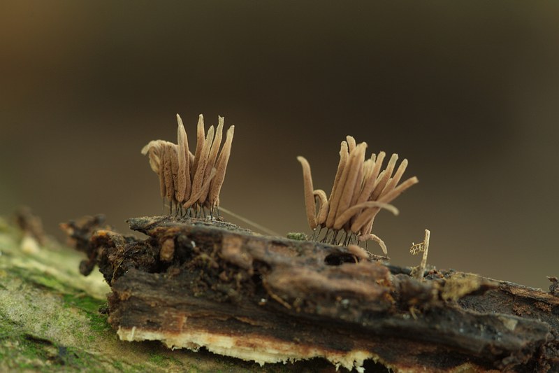 Stemonitis pallida (door joke broersen)